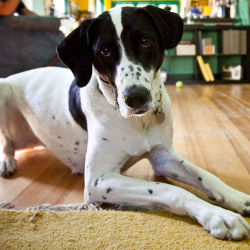 DogWatch of Austin and the Hill Country, Austin, Texas | Indoor Pet Boundaries Contact Us Image