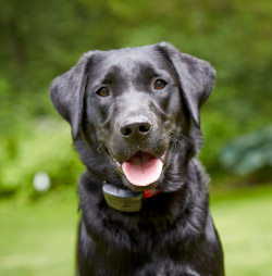 DogWatch of Austin and the Hill Country, Austin, Texas | 1200Fence Contact Us Image