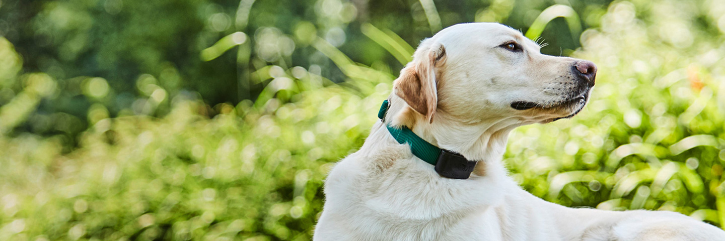 DogWatch of Austin and the Hill Country, Austin, Texas | 1200Fence Slider Image