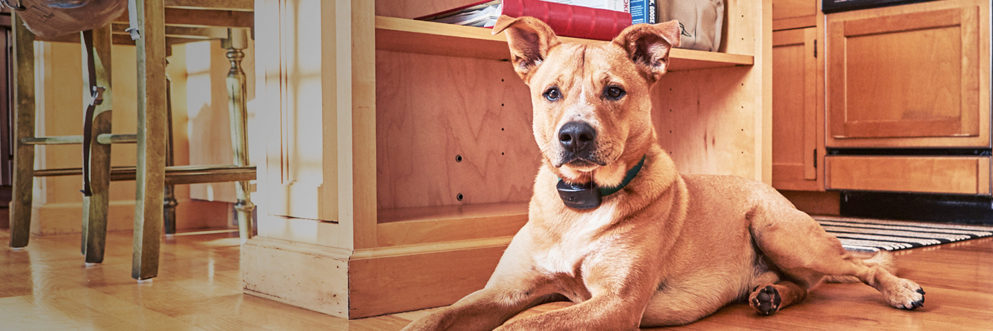 DogWatch of Austin and the Hill Country, Austin, Texas | Indoor Pet Fences Slider Image