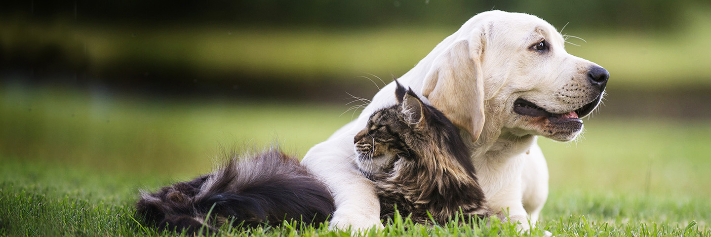 DogWatch of Austin and the Hill Country, Austin, Texas | Cat Fences Slider Image