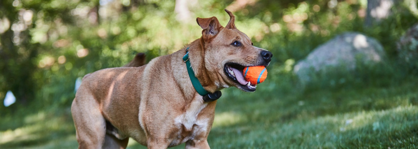 DogWatch of Austin and the Hill Country, Austin, Texas | ProFenceX Slider Image